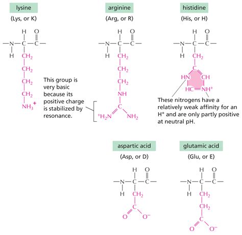 amino acids neutral neutral amino acids