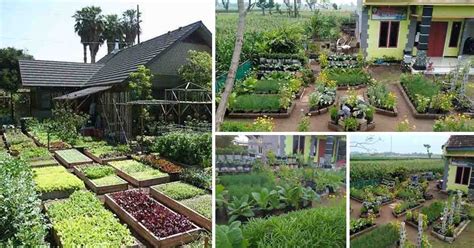 Cara Membuat Kebun Sayur Di Pekarangan Rumah Yang Mudah Dan Sederhana