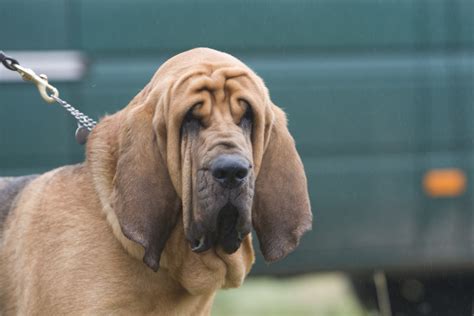 bloodhound dog breed information   dogs
