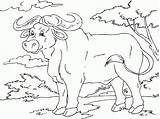 Zodiac Ox sketch template