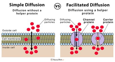 simple diffusion  facilitated diffusion