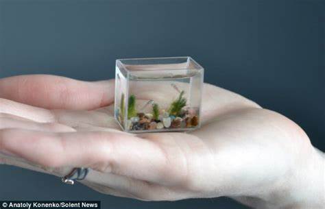 Fish in your fingers: The world's smallest aquarium that fits in the 