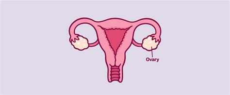 different gynaecological cancers and symptoms you shouldn t ignore youly