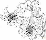 Lily Coloring Pages Printable Blossom Color Flower Lilies Colouring Ipad Pintar Para Colorear Lirios Flowers Flor Drawing Clipart Tecido Supercoloring sketch template