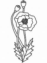 Poppy Coloring Flower California Drawing Pages Kids Clipart Print State Simple Line Flowers Getdrawings Color Clip บ อร อก เล sketch template