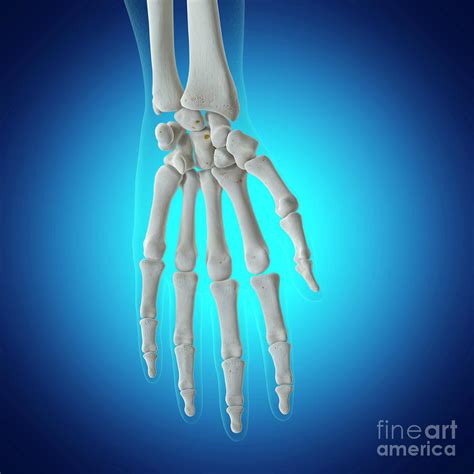 illustration   wrist bones photograph  sebastian kaulitzki
