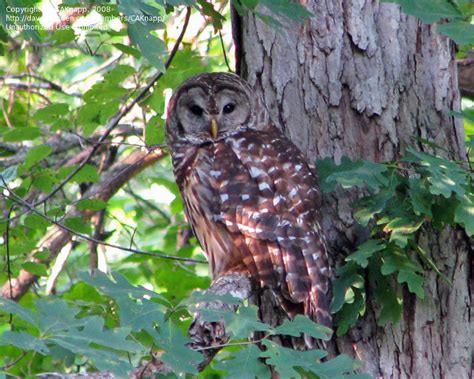 detailed information  barred owl strix varia
