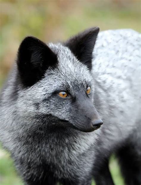 silver fox wander lord