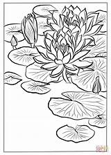 Lilies Monet Ninfee Koson Ohara Colorare sketch template