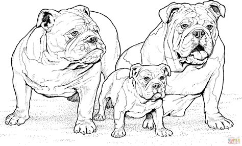 ausmalbild englische bulldoggen mit welpe ausmalbilder kostenlos zum