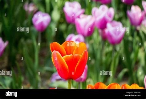 Différentes Fleurs Tulipes Couleurs Fleurissent Au Printemps Le Jardin