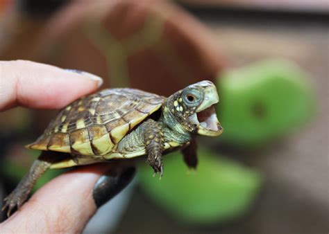 baby turtle turtles pinterest   love