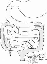 Organs Digestive Digerente Fifth Scienza Apparato Dientes Lungs Infantil Organos Unidad Scienze Outlines Ciencias sketch template