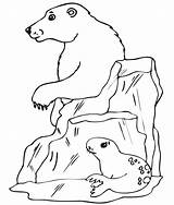 Coloring Animals Arctic Pages Clipart Polar Bear Printable Print Seal Library sketch template