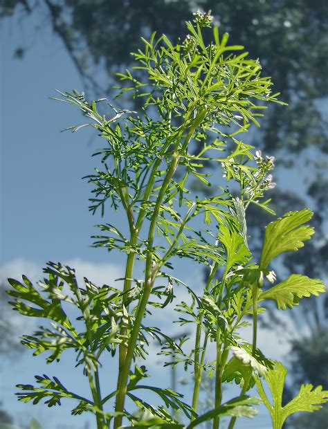koriander heilpflanze der volksmedizin