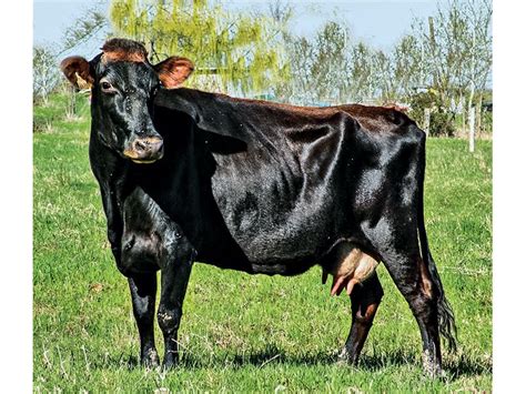 Canadienne Cattle Dairy Cattle Cattle Breeds Cattle