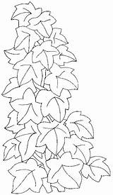 Lierre Grimpant Enredaderas Rosas Vine Coloriages Dibujo Plante Greluche Enredadera Hojas Vitral Hermosas Leaves Plantes sketch template
