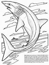 Shark Coloring Pages Basking Getcolorings Tiger sketch template
