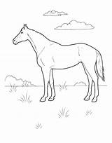 Caballo Cheval Prairie Wiese Pferd Coloriage Cavalo Cavallo Colorkid Colorir sketch template