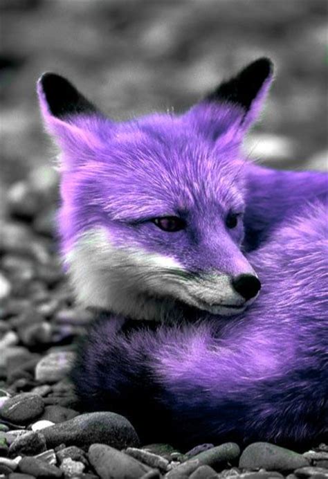 totally   purple fox red fox fox animals beautiful