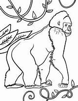 Ivan Gorille Coloriages Gorilla Danieguto sketch template