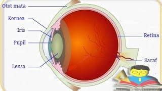mata manusia bagian bagian mata fungsi anatomi  kerja