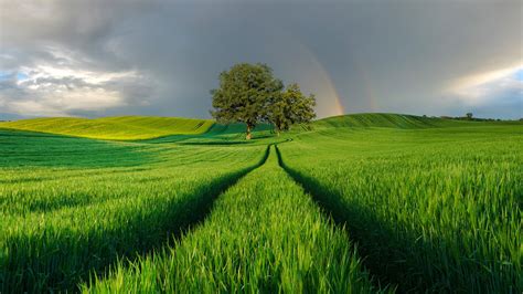 wallpaper nature landscape trees plants field