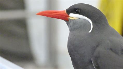 gratis afbeeldingen vleugel bek fauna detailopname gewerveld seevogel rode snavel