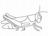 Coloring Grasshopper Pages Color Grasshoppers Printable Animals Kids Print Ws sketch template