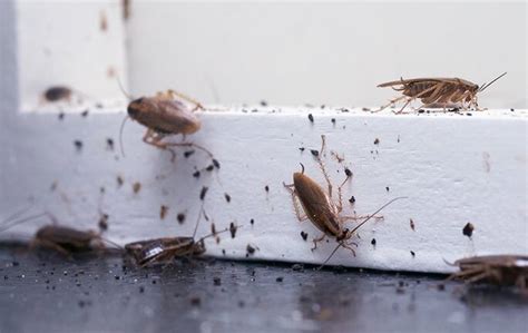 how to spot early signs of roaches in your ventura county home