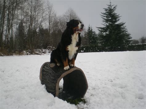 naturedog dog   log