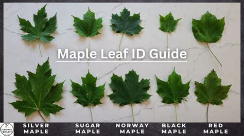 maple tree identification  complete guide growit buildit