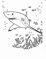Coloring Shark Pages Great Rocks Sharks Hammerhead Bamboo Types Drawing Color sketch template