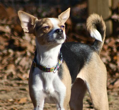 boston terrier chihuahua mix tan pets lovers