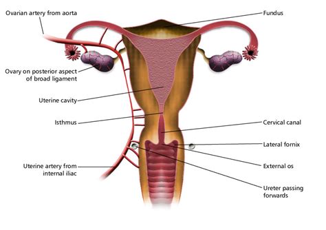 Female Reproductive System Labeled Eccles Health Sciences Library