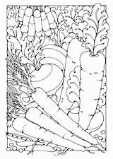 Coloring Pages Vegetables Kleurplaat Groenten Adults sketch template