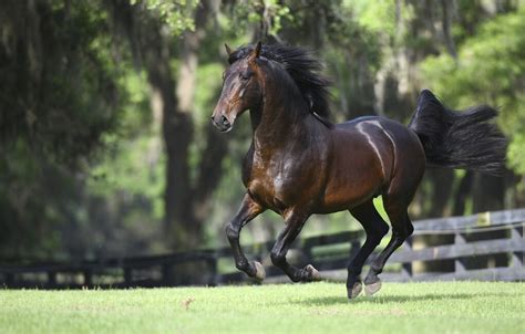 horse  gallop wall mural photo wallpaper photowall