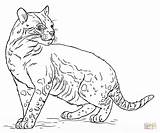 Ocelot Coloring Draw Pages Drawing Printable Color Step Supercoloring Base sketch template