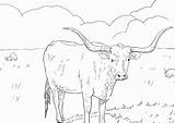 Coloring Longhorn Texas Animal Cow Comments Library Clipart Coloringhome Working sketch template