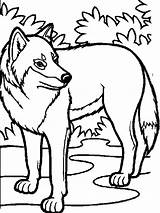 Loup Lobo Colorier Wolves Coloringhome Arctic Clipartbest Wolfs sketch template