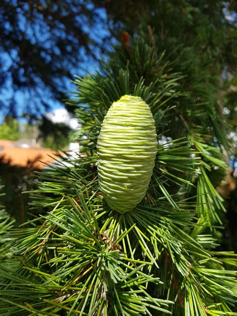 growing cedar pine cone rmildlyinteresting