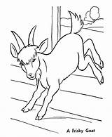 Capra Goat Bode Colorat Planse Bauernhoftiere Kozy Ziege Saltando Iezi Ied Desene Capre Kolorowanki Kolorowanka Animale sketch template