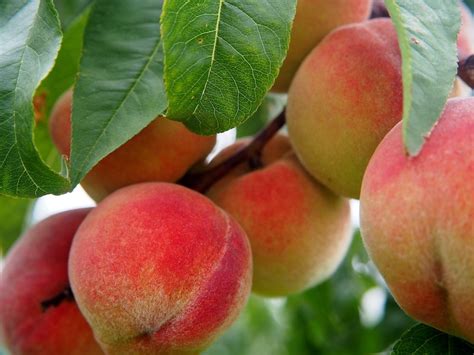 growing peaches  seed   practical garden landscape