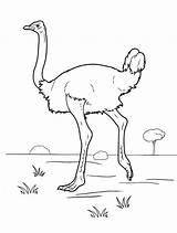 Coloring Ostrich Pages Colorkid Birds sketch template