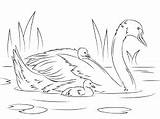 Swan Coloring Pages Printable Mute Swans Template Colouring Crafts Bird Chicks Drawing Lake Outline Clipart Print Stencils Nature Choose Board sketch template