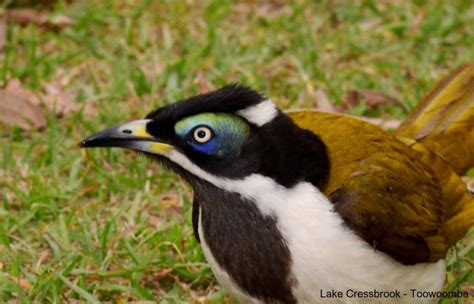 Camping At Cressbrook Dam Qld