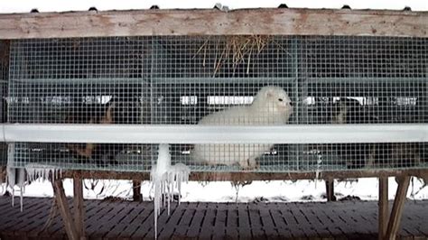 finland says no to fur farming ban eye on the arctic