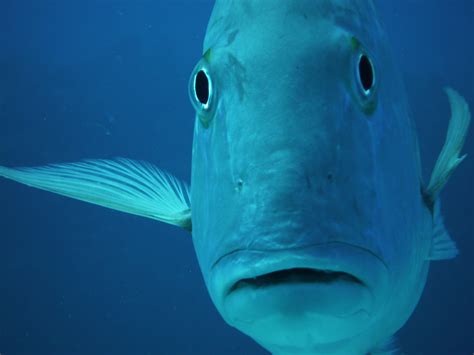 fond decran eau poisson bleu sous marin fruit de mer caraibes ailette vacances beau