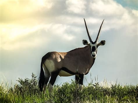 iconic animals  south africa worldatlas