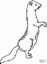 Ferret Standing Weasel Coloring Pages Furet Imprimer Coloriage Ferrets Printable Supercoloring Drawing Color Categories sketch template